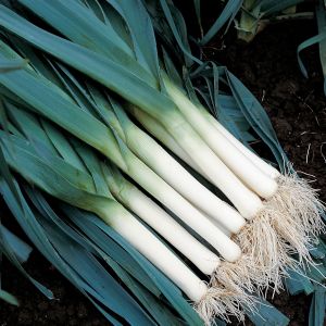 Leek Atlanta Organic Seeds