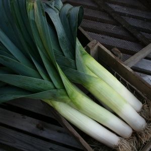Leek Below Zero F1 Seeds
