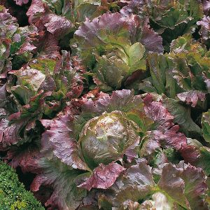 Lettuce Marvel Of Four Seasons Organic Seeds