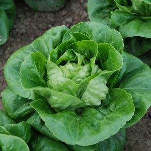 Lettuce Maureen (Little Gem Type) Organic