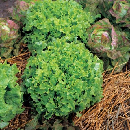 Lettuce Salad Bowl Organic Seeds