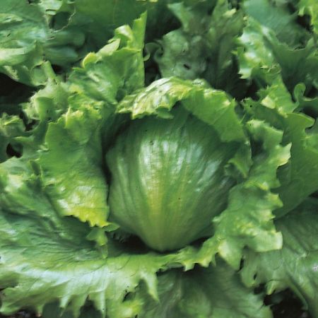 Lettuce Webbs Wonderful Seeds