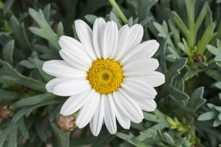 Leucanthemum x maximum 'Snow Lady'
