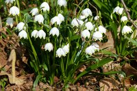 Leucojum