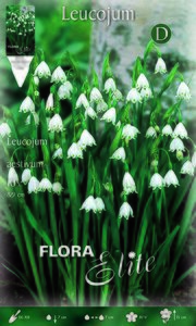 Leucojum Aestivum