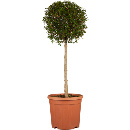 Ligustrum jonandrum Quarter Standard