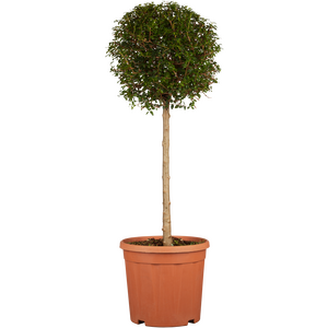 Ligustrum jonandrum Quarter Standard