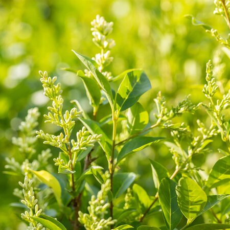 Ligustrum ovalifolium Privet