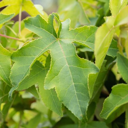 Liquidambar styraciflua - image 1