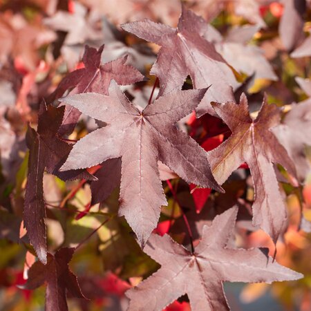 Liquidambar styraciflua - image 2