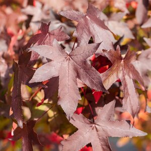 Liquidambar styraciflua - image 2