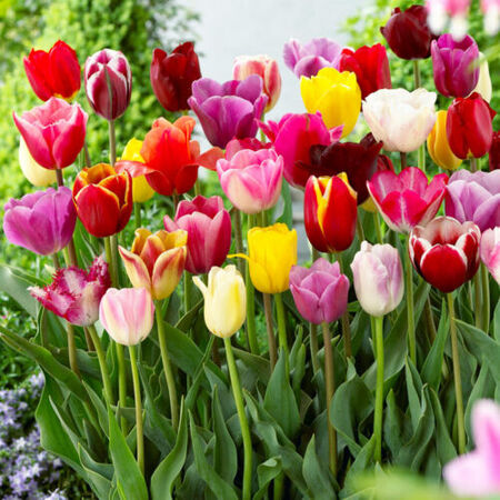 Longstemmed Tulips Mixed 100
