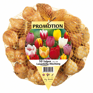 Longstemmed Tulips Mixed 35pk