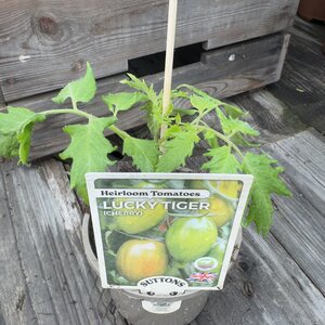 Lucky Tiger Cherry 10cm