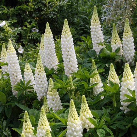 Lupinus 'Gallery white' 1L