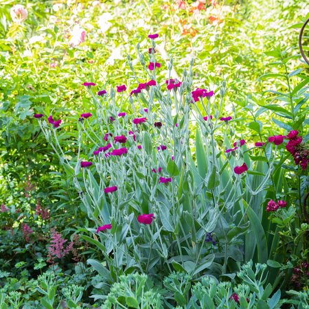 Lychnis coronaria