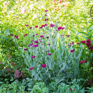 Lychnis coronaria