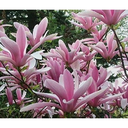 Magnolia ashei Betty 10 Litre Pot