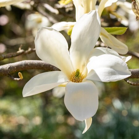 Magnolia Fairy White