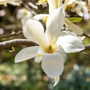 Magnolia Fairy White
