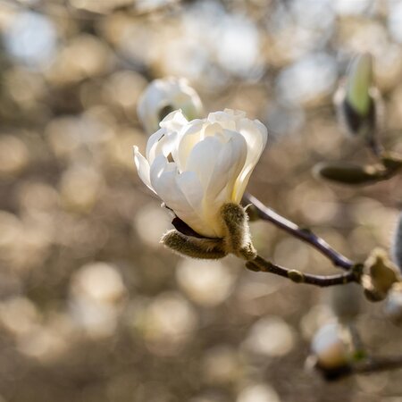 Magnolia stellata 10L pot - image 1