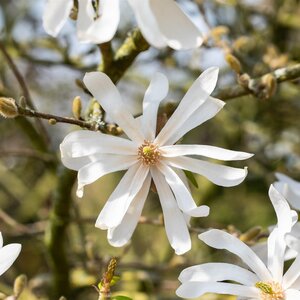Magnolia stellata 10L pot - image 2