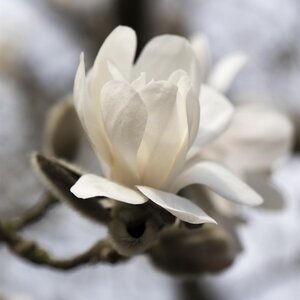Magnolia x loebneri Merrill