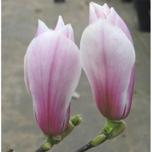 Magnolia x soulangeana