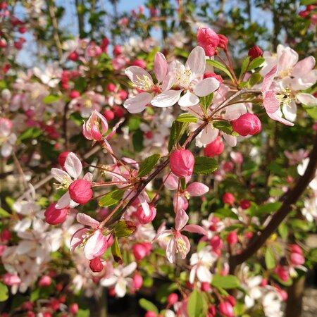 Malus Floribunda Crab Apple