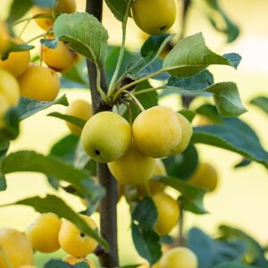 Malus Golden Hornet