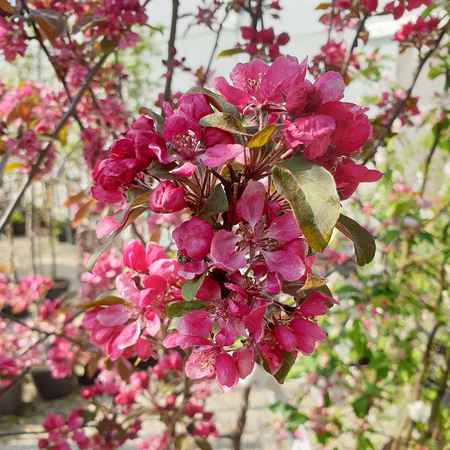 Malus Profusion Improved Crab Apple