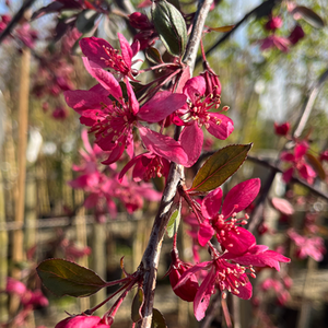 Malus Royal Beauty Weeping Crab Apple