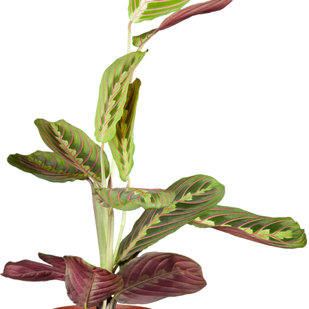 Maranta Fascinator