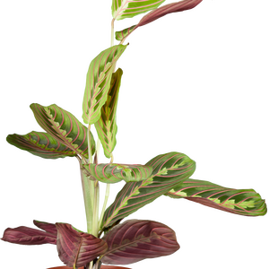 Maranta Fascinator