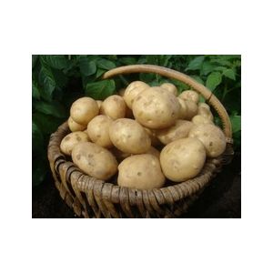 Marfona Second Early 2KG