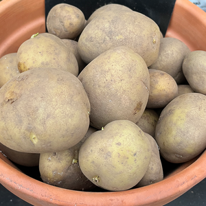 Maris Piper Main Crop 2KG