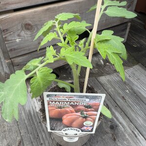 Marmande Beefsteak 10cm