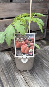 Marmande Beefsteak 10cm - image 2