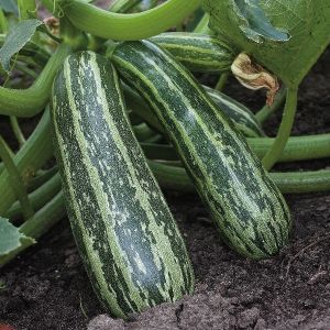 Marrow Tiger Cross F1 Seeds