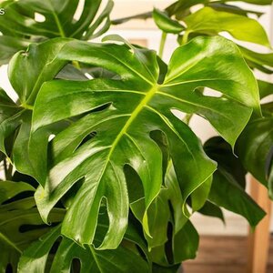 Monstera deliciosa - image 1