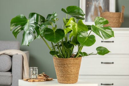 Monstera deliciosa - image 2