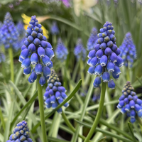 Muscari