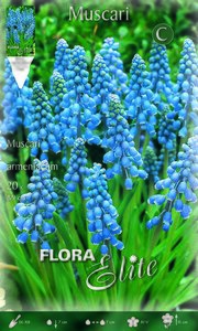 Muscari Armeniacum
