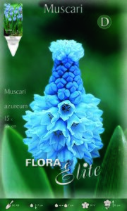 Muscari Azureum