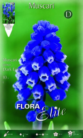Muscari Dark Eyes