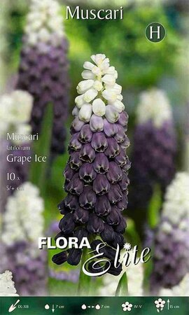 Muscari latifolium Grape Ice