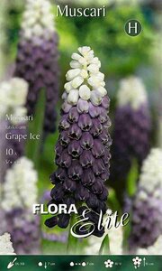 Muscari latifolium Grape Ice