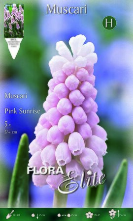 Muscari Pink Sunrise