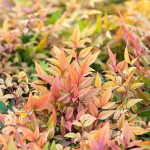 Nandina domestica Gulf Stream 10 Litre pot
