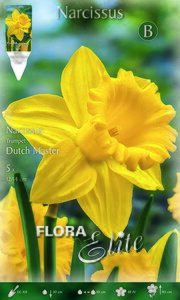 Narcissi Dutch Master